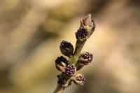 Fraxinus angustifolia