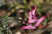Fumaria officinalis