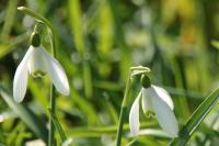 Galanthus nivalis