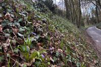 Scilla bifolia
