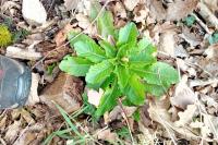 Lactuca virosa