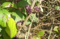 Fraxinus excelsior