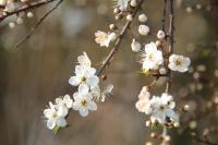 Prunus spinosa
