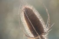 Dipsacus fullonum