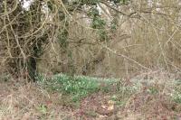 Galanthus nivalis