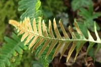 Polypodium vulgare