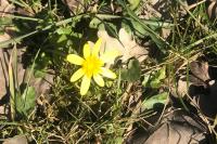 Ficaria verna