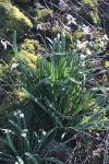 Galanthus nivalis