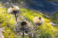 Carlina vulgaris