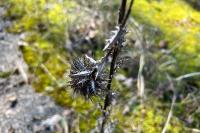 Carlina vulgaris