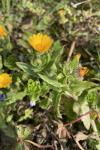Calendula arvensis