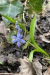 Scilla bifolia