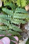 Polystichum setiferum