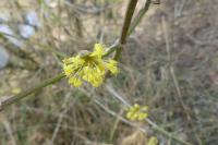 Cornus mas