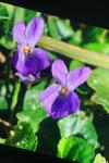 Viola odorata