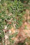 Ruscus aculeatus