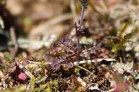 Hornungia petraea