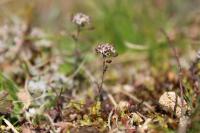 Hornungia petraea