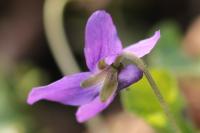 Viola odorata