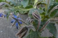 Borago officinalis