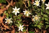 Anemone nemorosa