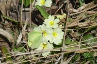 Primula vulgaris