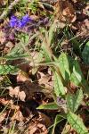 Pulmonaria longifolia