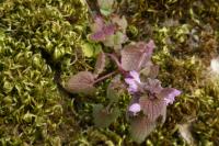 Lamium purpureum