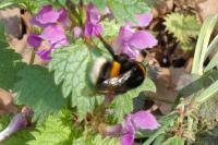 Lamium maculatum