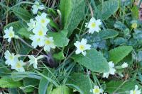 Primula vulgaris