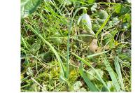 Galanthus nivalis
