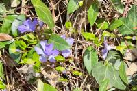 Vinca minor