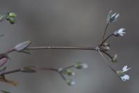 Holosteum umbellatum