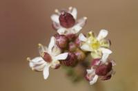 Hornungia petraea