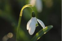 Galanthus nivalis