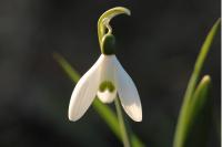 Galanthus nivalis