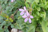 Erodium cicutarium