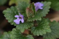 Glechoma hederacea