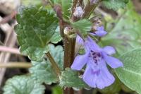 Glechoma hederacea