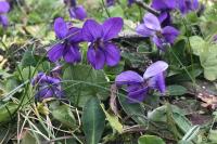 Viola odorata