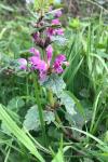 Lamium maculatum