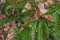Struthiopteris spicant
