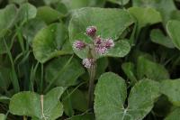 Petasites pyrenaicus