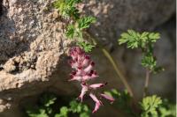 Fumaria officinalis
