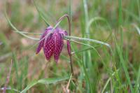 Fritillaria meleagris