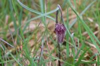 Fritillaria meleagris