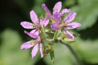 Erodium moschatum