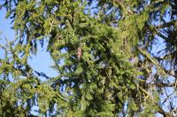Picea abies