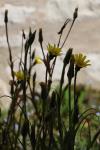 Tragopogon pratensis