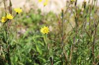 Tragopogon pratensis